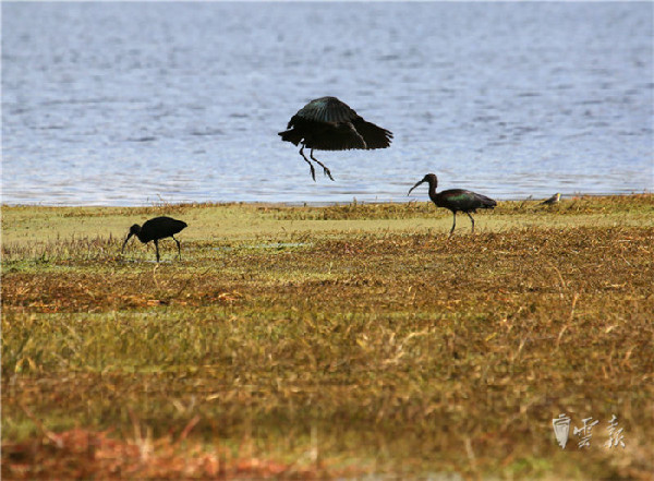晉寧,濕地,彩鹮