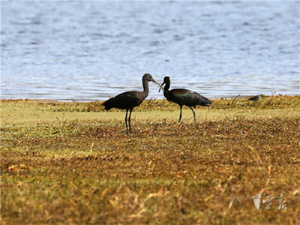 晉寧,濕地,彩鹮