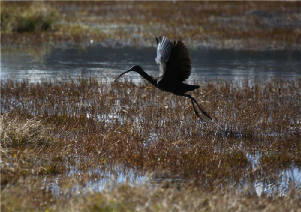 晉寧,濕地,彩鹮