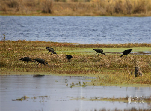 晉寧,濕地,彩鹮