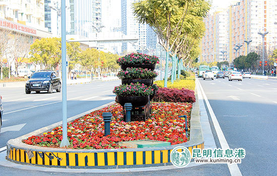 昆明主城干道換”新裝” 鮮花扮靚縱橫美