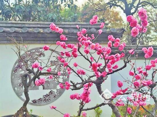 春節(jié),昆明,黑龍?zhí)? align=