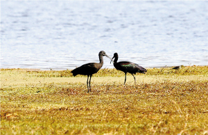 彩鹮,東大河濕地,春節(jié)