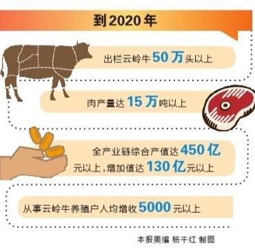 云嶺牛,產(chǎn)業(yè),農(nóng)業(yè) 云嶺牛,產(chǎn)業(yè),農(nóng)業(yè)