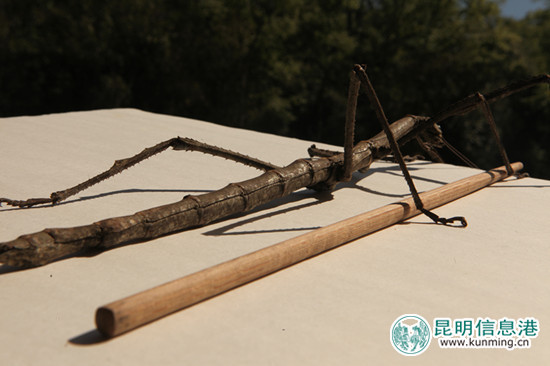 普洱.竹節(jié)蟲(chóng),外形