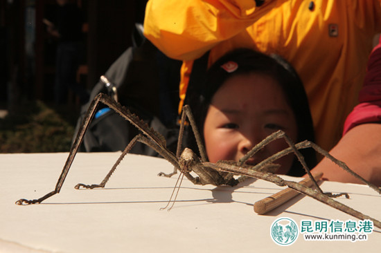 普洱.竹節(jié)蟲(chóng),外形