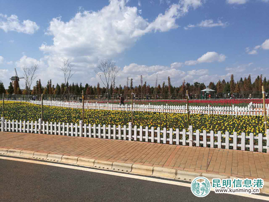 昆明人過了個“假冬天” 撈魚河郁金香進入“真花期”