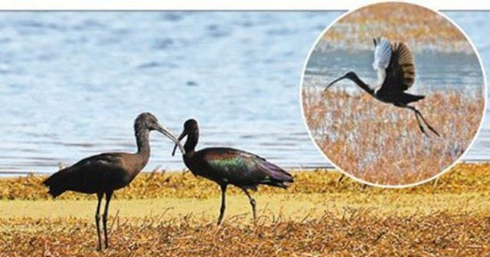 滇池晉寧濕地拍到的彩鹮