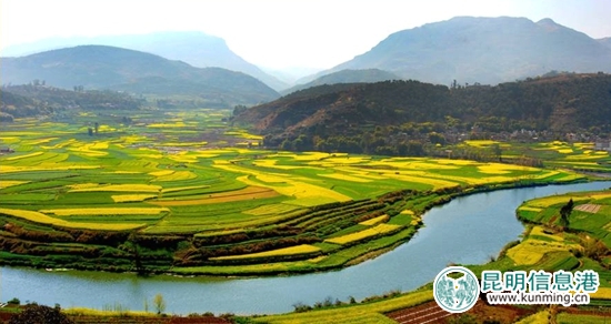 昆明富民縣油菜花競(jìng)相開放 靜待四方客 昆明富民縣油菜花競(jìng)相開放 靜待四方客