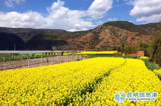 昆明富民縣油菜花競(jìng)相開放 靜待四方客 昆明富民縣油菜花競(jìng)相開放 靜待四方客