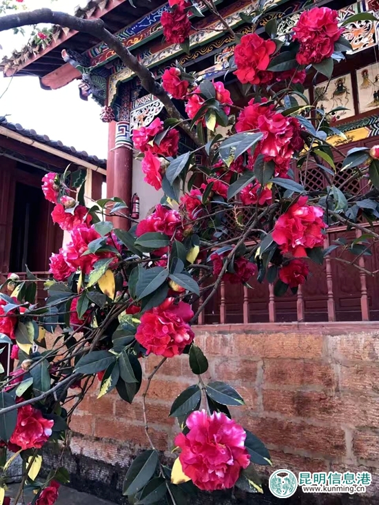 昆明富民縣油菜花競(jìng)相開放 靜待四方客 昆明富民縣油菜花競(jìng)相開放 靜待四方客