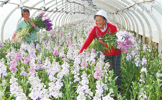 鮮花,云南,增收 鮮花,云南,增收