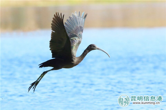 彩鹮一度絕跡 今年再現(xiàn)滇池