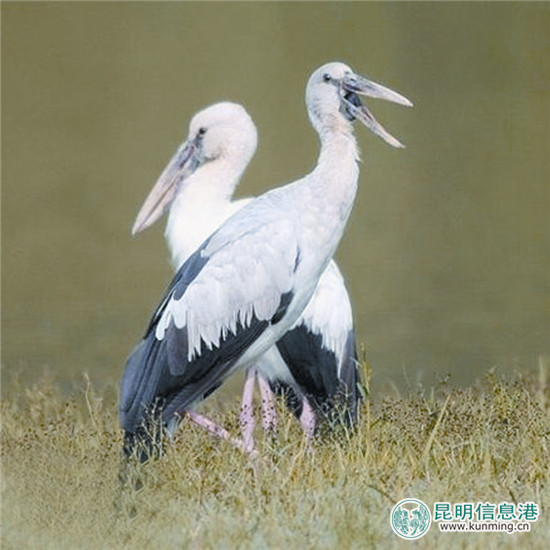 彩鹮一度絕跡 今年再現(xiàn)滇池