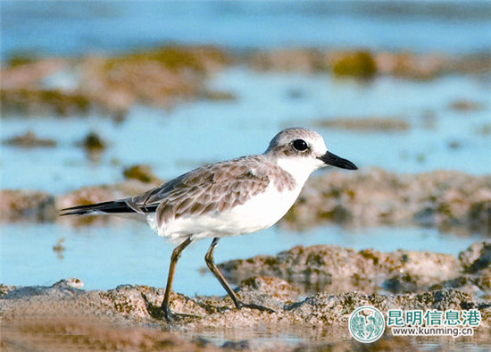 彩鹮一度絕跡 今年再現(xiàn)滇池