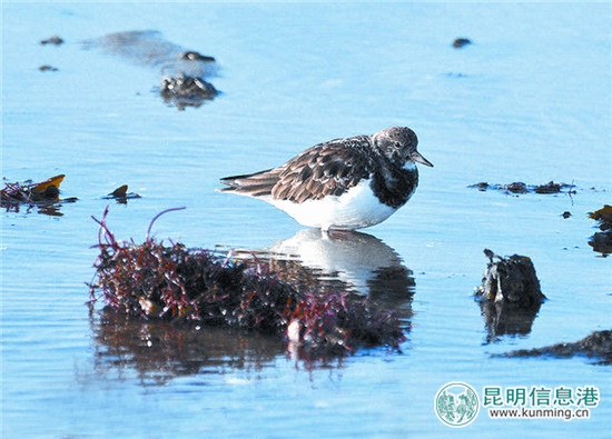 彩鹮一度絕跡 今年再現(xiàn)滇池