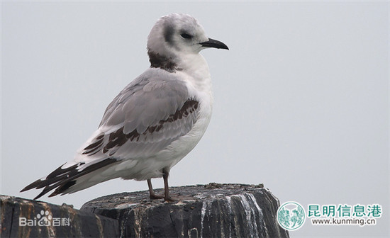 彩鹮一度絕跡 今年再現(xiàn)滇池