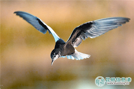 彩鹮一度絕跡 今年再現(xiàn)滇池