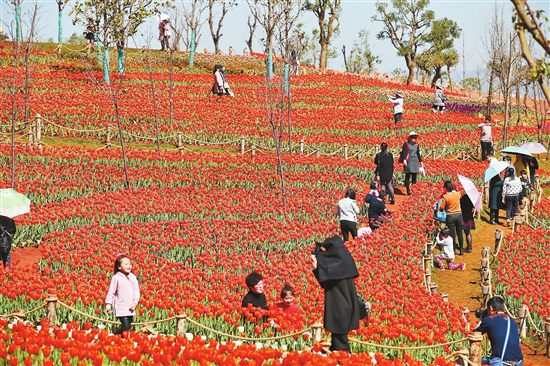 彌勒,郁金香,游客 彌勒,郁金香,游客