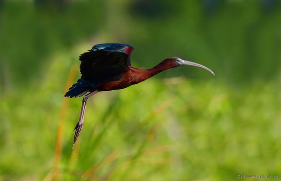 彩鹮,云南,神獸