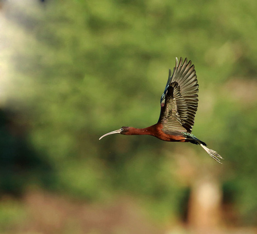 彩鹮,云南,神獸