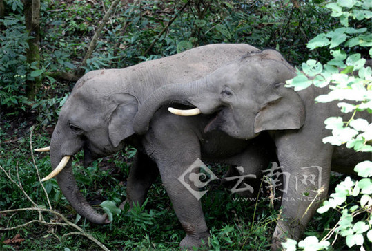 彩鹮,云南,神獸