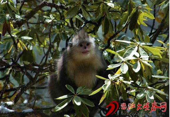 彩鹮,云南,神獸