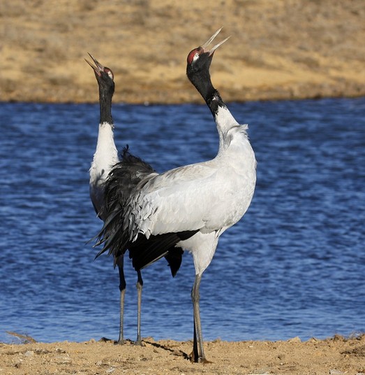 彩鹮,云南,神獸