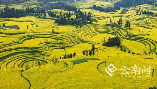 羅平花海馬拉松自行車賽3月舉行