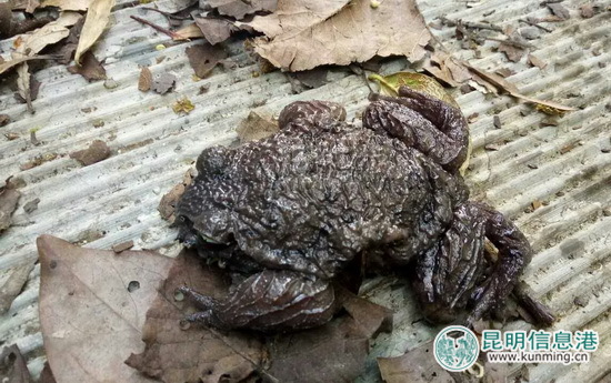 景東徐家壩哀牢髭蟾進(jìn)入繁殖期 為中國特有珍稀物種 景東徐家壩哀牢髭蟾進(jìn)入繁殖期 為中國特有珍稀物種