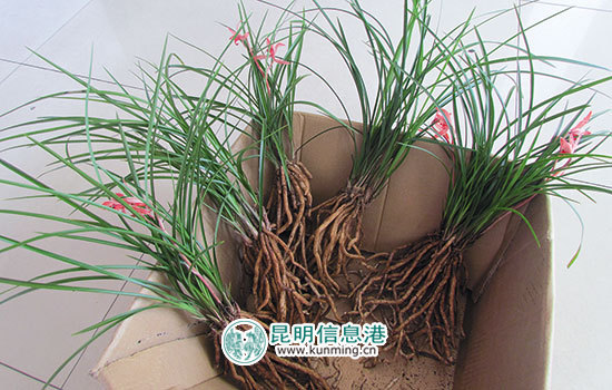 膠水粘出“名貴蘭花” 三人分工欺詐銷售各被拘5日