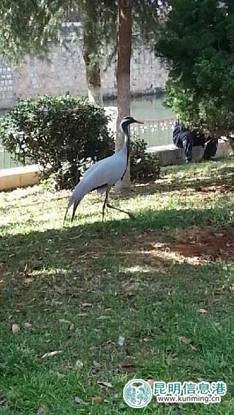昆明動(dòng)物園,蓑羽鶴,出走 昆明動(dòng)物園,蓑羽鶴,出走