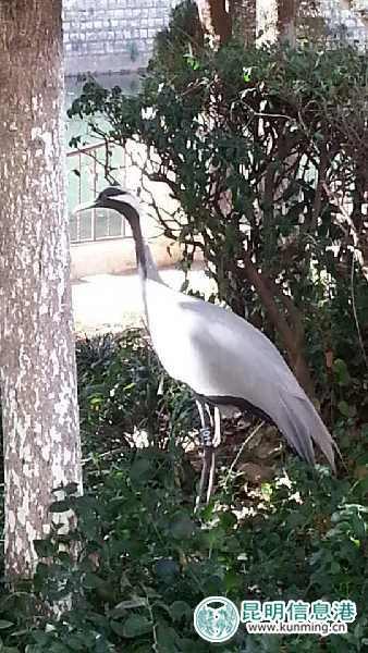 昆明動(dòng)物園,蓑羽鶴,出走 昆明動(dòng)物園,蓑羽鶴,出走