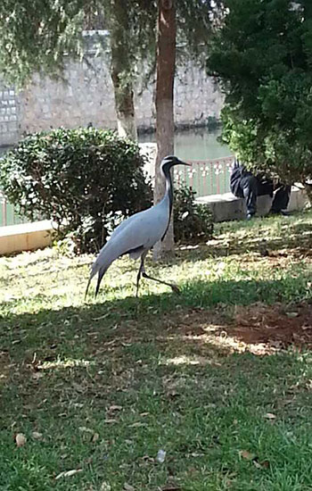 昆明動物園1只蓑羽鶴出走4天未歸 多方尋找未果