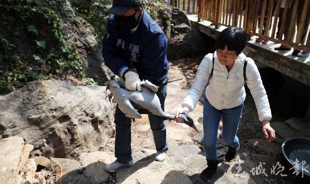 鶴,動物園,打架