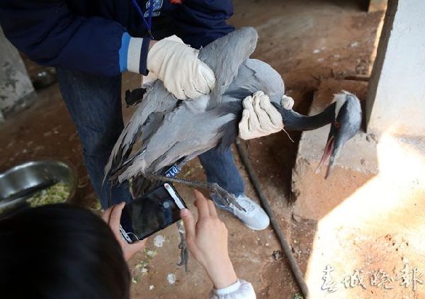 鶴,動物園,打架