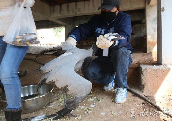 鶴,動物園,打架