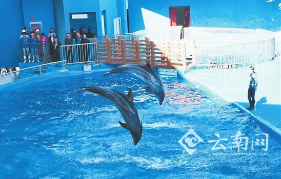 石林冰雪海洋世界開園半年接待游客52萬人次 石林冰雪海洋世界開園半年接待游客52萬人次