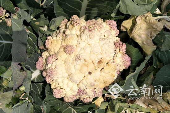 玉溪蔬菜銷售難