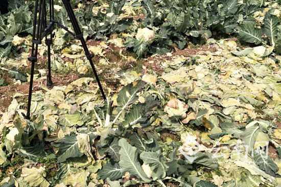 玉溪蔬菜銷售難