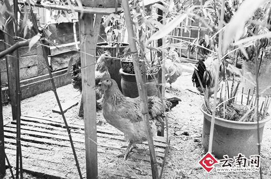 昆明佳湖小區(qū)住戶綠化帶中養(yǎng)雞 鄰居擔(dān)心禽流感