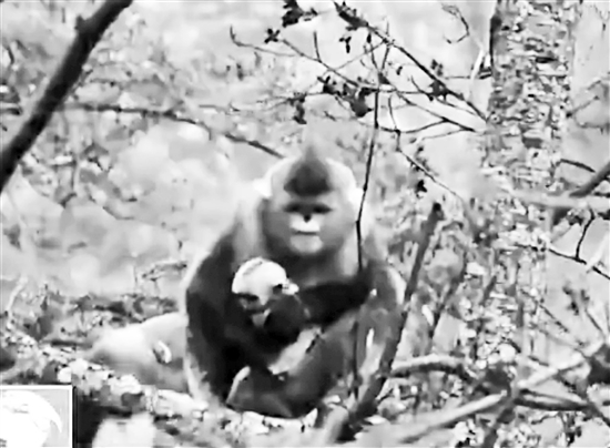 滇金絲猴白馬雪山生寶寶被全程拍下 屬全世界首拍