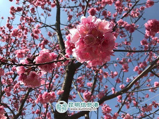 王家小院首屆櫻花節(jié)3月8日啟幕 數(shù)百畝櫻花等你來賞 王家小院首屆櫻花節(jié)3月8日啟幕 數(shù)百畝櫻花等你來賞