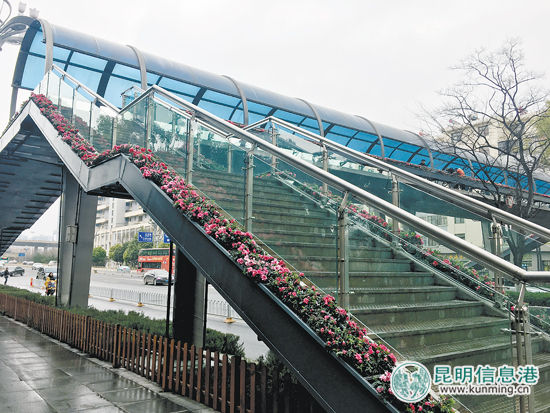 昆明首座鮮花天橋現(xiàn)身 昆明首座鮮花天橋現(xiàn)身