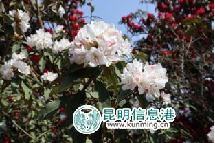 牛欄江鎮(zhèn)第四屆馬鞍山馬纓花節(jié)開幕 馬纓花海美醉游人 牛欄江鎮(zhèn)第四屆馬鞍山馬纓花節(jié)開幕 馬纓花海美醉游人