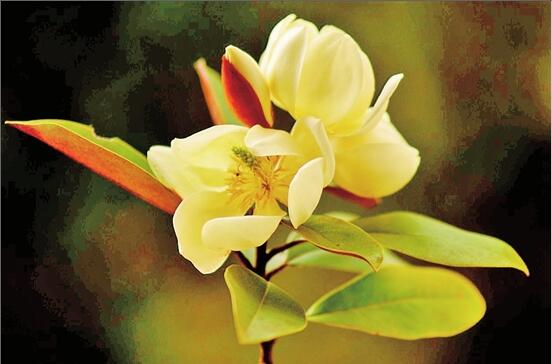 中科院昆明植物研究所選育的兩個含笑新品種通過實質(zhì)審查 中科院昆明植物研究所選育的兩個含笑新品種通過實質(zhì)審查