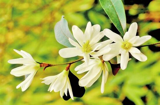 中科院昆明植物研究所選育的兩個含笑新品種通過實質(zhì)審查 中科院昆明植物研究所選育的兩個含笑新品種通過實質(zhì)審查