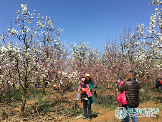 呈貢萬(wàn)溪梨花節(jié)