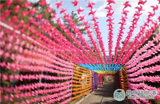 昆明野鴨湖開五彩“風(fēng)車趴”