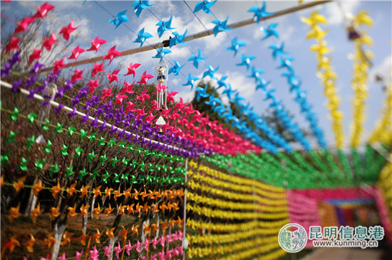 昆明野鴨湖開五彩“風(fēng)車趴”